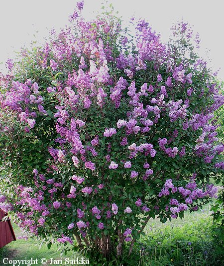 Syringa josikaea, unkarinsyreeni